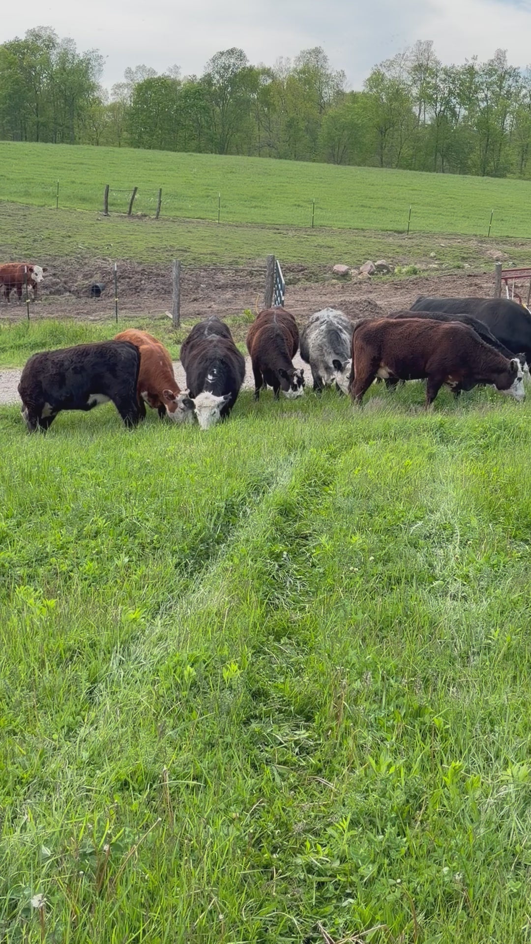80/20 Ground Beef Boxes - Best Seller! Ships Free
